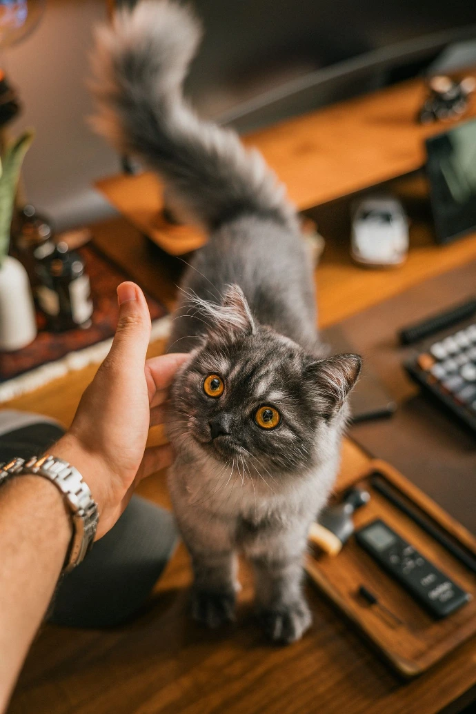 A person petting a fluffy grey cat on a desk.